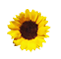 DMS Graphics